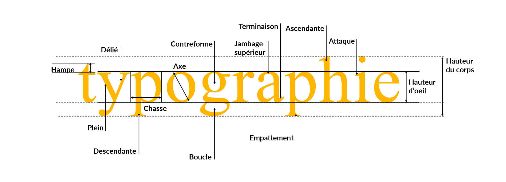 Anatomie des lettres en typographie